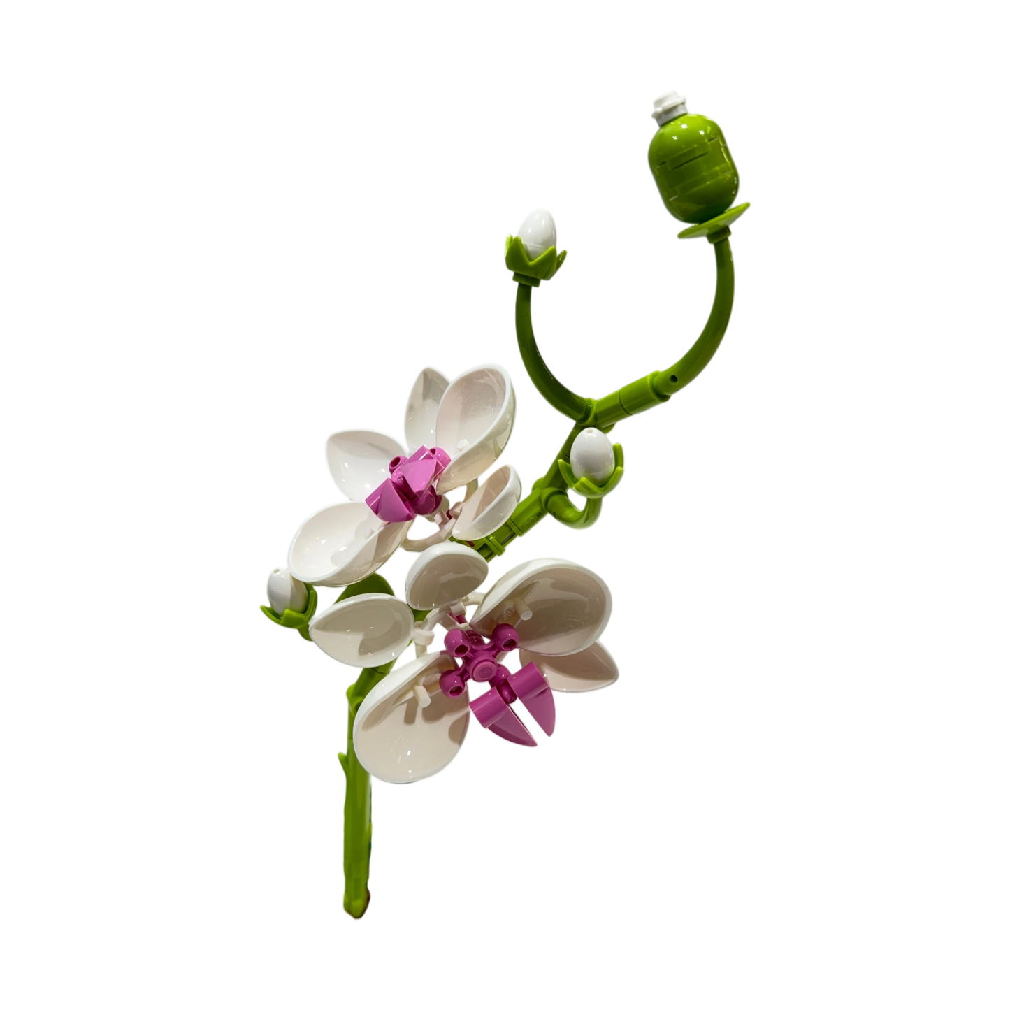 WOMA Schmetterlingsorchidee / Butterfly Orchid 11543