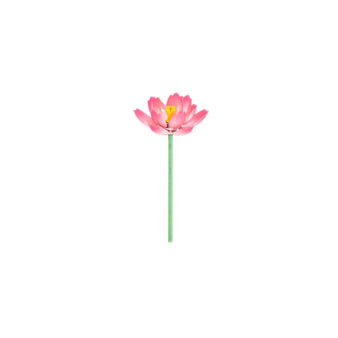 Seerose / Lotus 11543