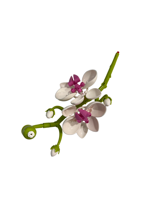 Schmetterlingsorchidee / Butterfly Orchid 11543
