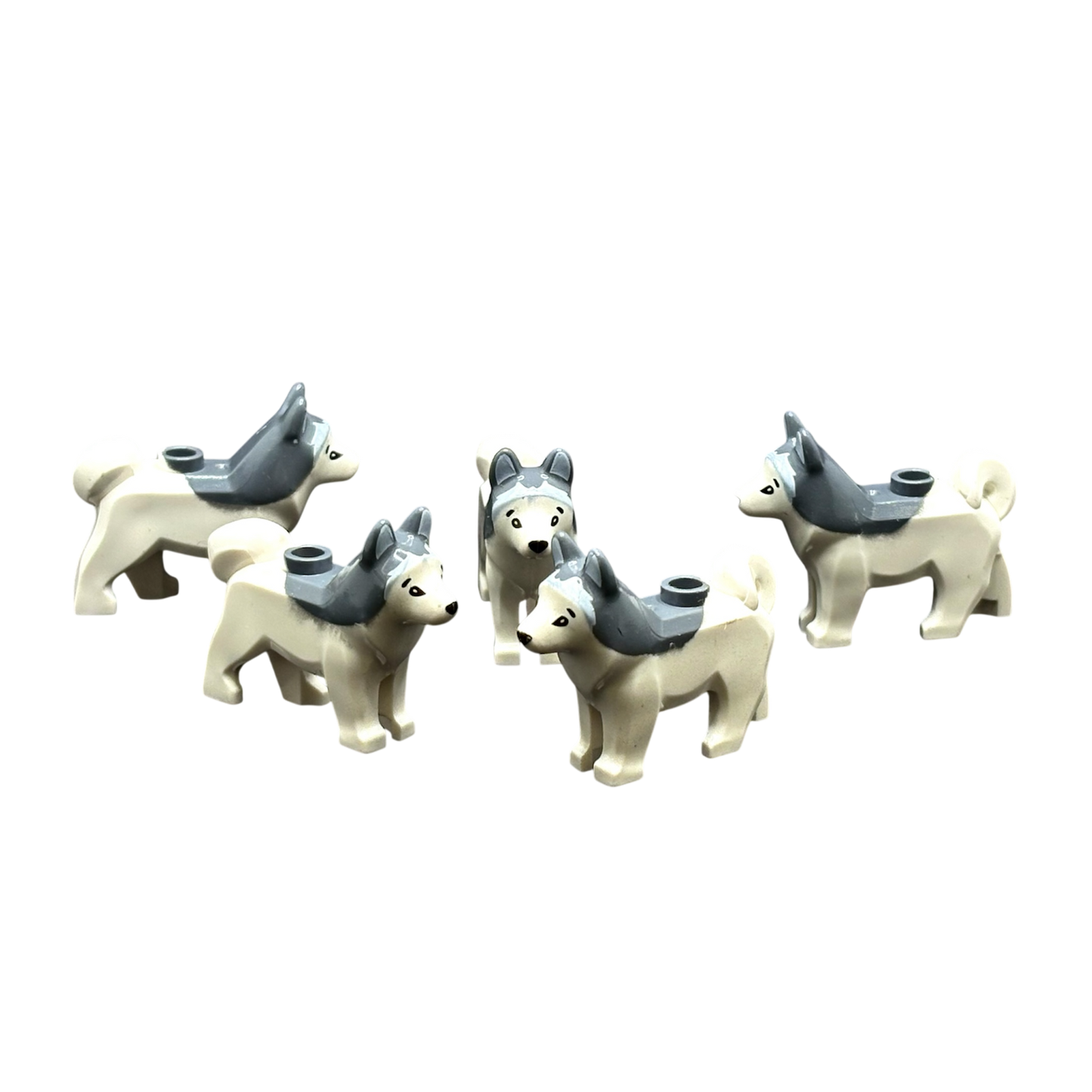 Husky