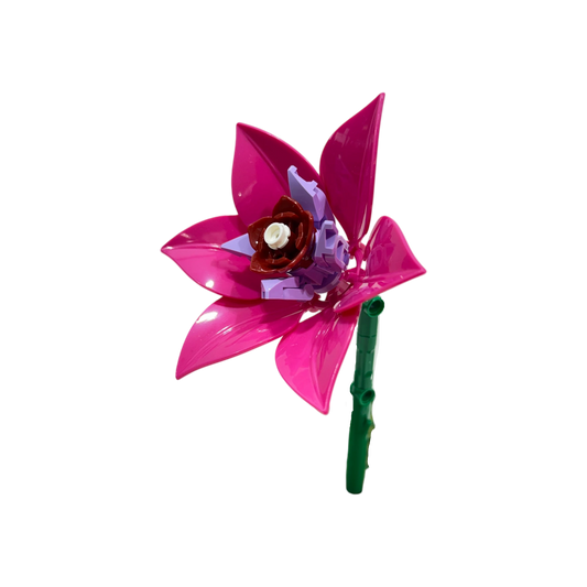 Rote Triteleie / Triteleia Laxa 11543