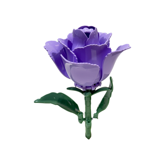 Prärie-Glockenblume / Eustoma 11543