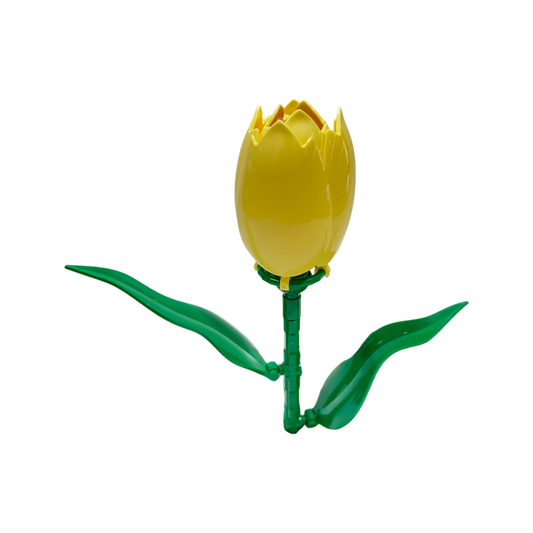 Tulpe / Tulip 11543