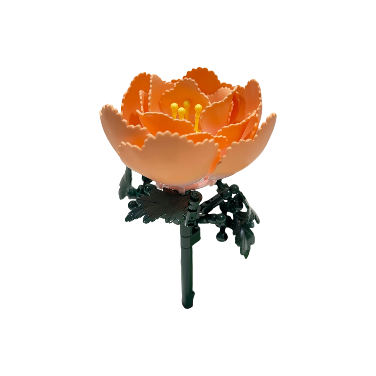 WOMA Pfingstrose / Peony 11543