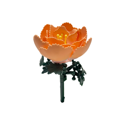 Pfingstrose / Peony 11543