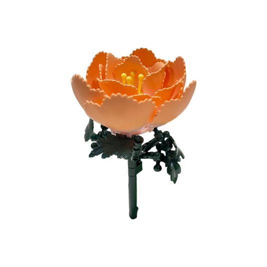 Pfingstrose / Peony 11543