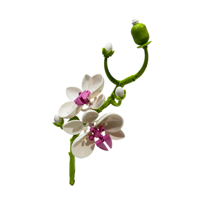 Schmetterlingsorchidee / Butterfly Orchid 11543
