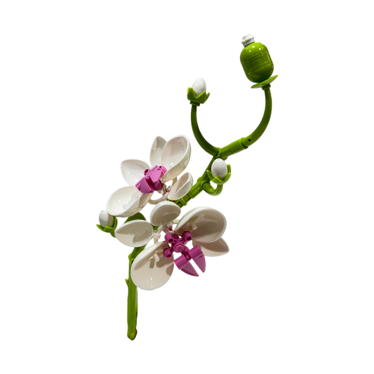 Schmetterlingsorchidee / Butterfly Orchid 11543