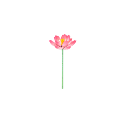 Seerose / Lotus 11543