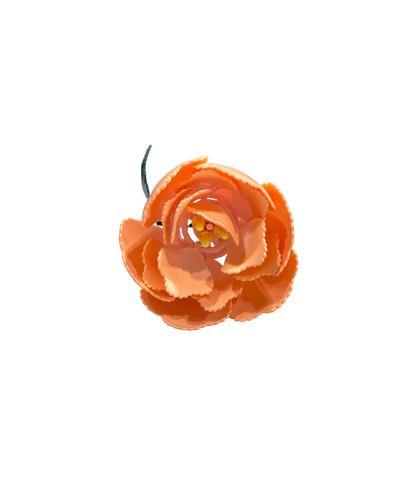 Pfingstrose / Peony 11543