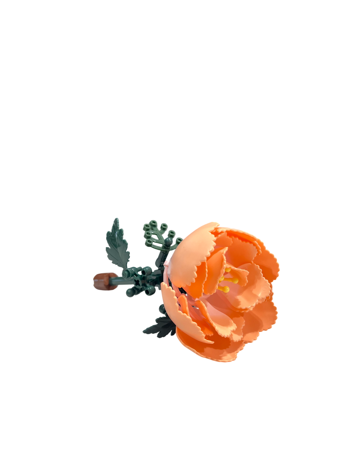 Pfingstrose / Peony 11543