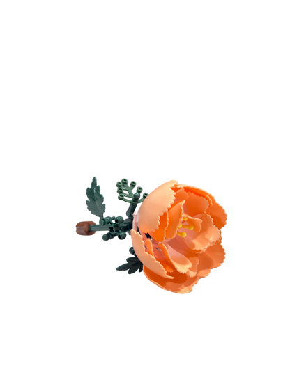 Pfingstrose / Peony 11543