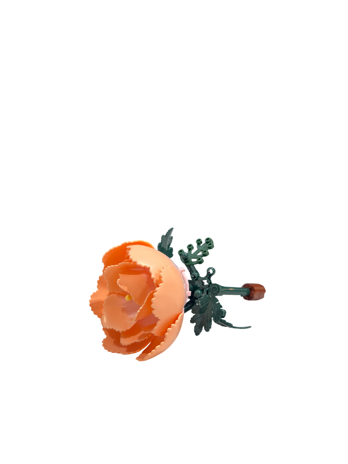 Pfingstrose / Peony 11543