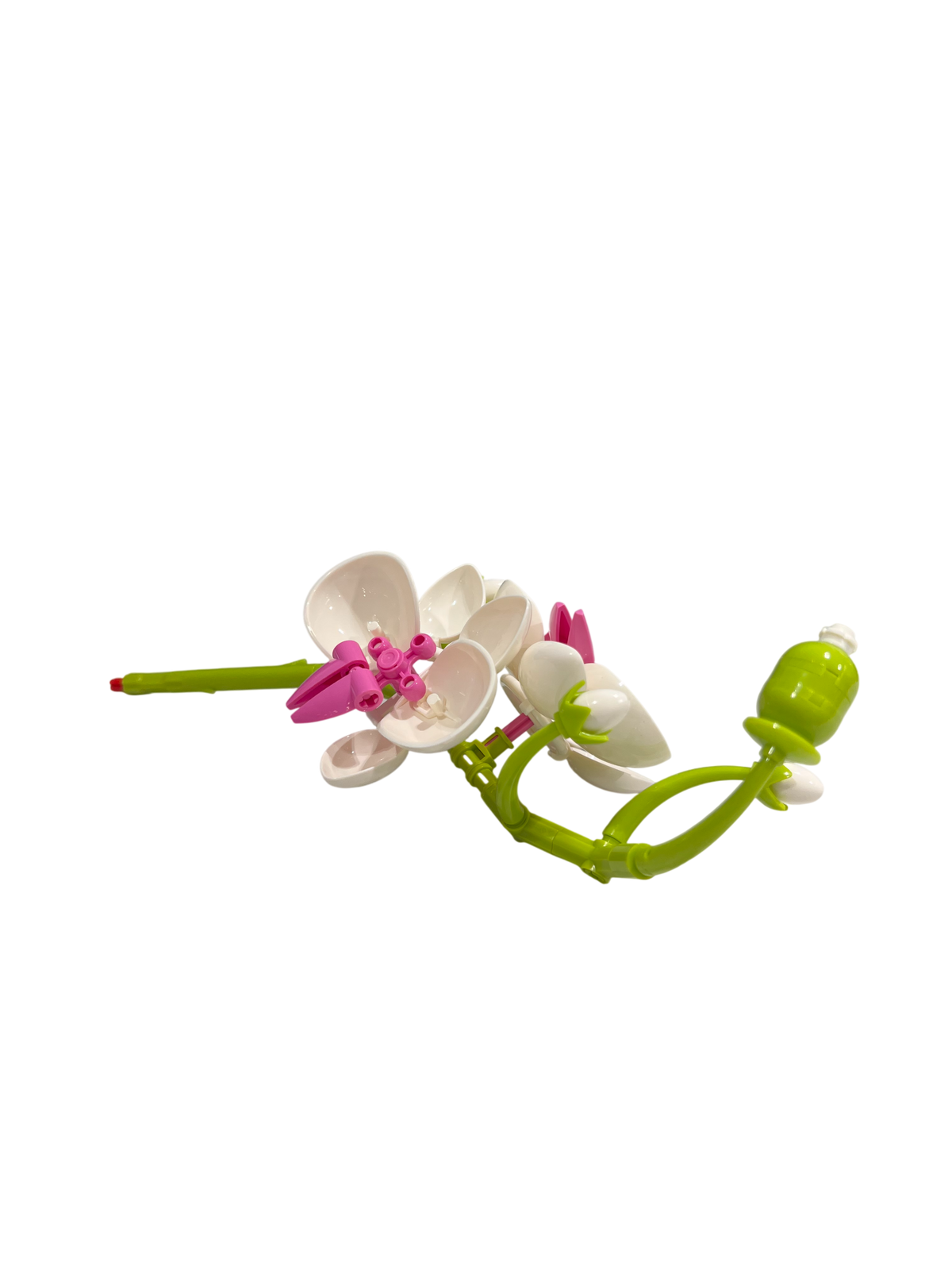 Schmetterlingsorchidee / Butterfly Orchid 11543