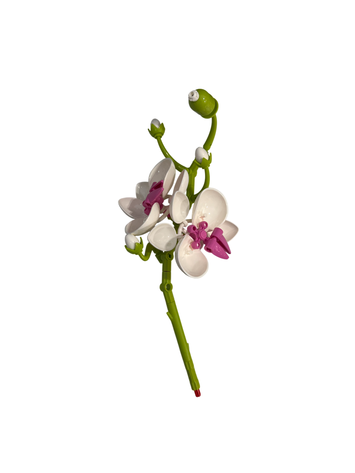 Schmetterlingsorchidee / Butterfly Orchid 11543