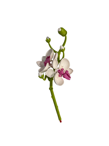 Schmetterlingsorchidee / Butterfly Orchid 11543