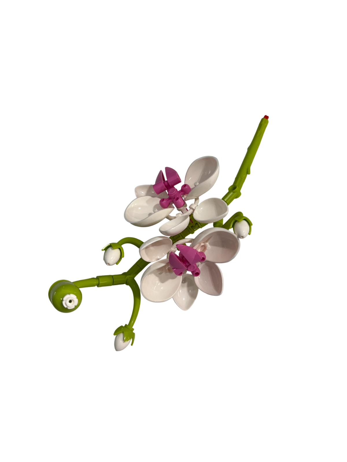 Schmetterlingsorchidee / Butterfly Orchid 11543