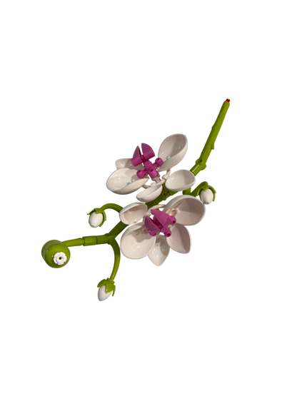 Schmetterlingsorchidee / Butterfly Orchid 11543