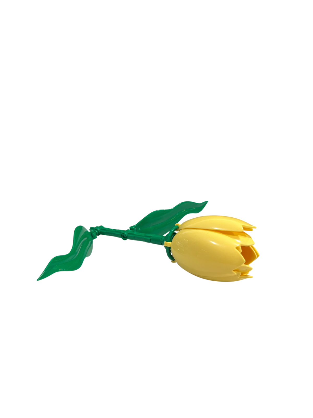 Tulpe / Tulip 11543