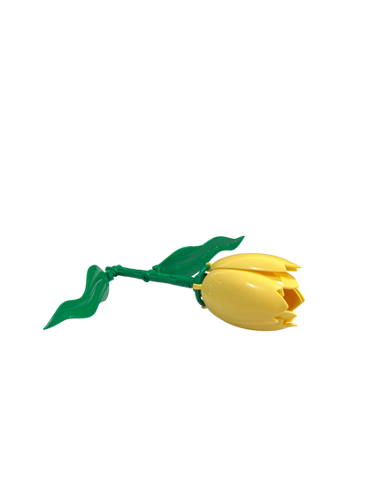 Tulpe / Tulip 11543
