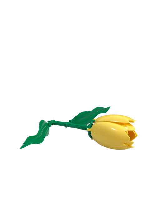 Tulpe / Tulip 11543