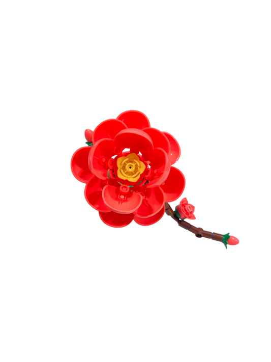 Kamelie / Camellia 11543