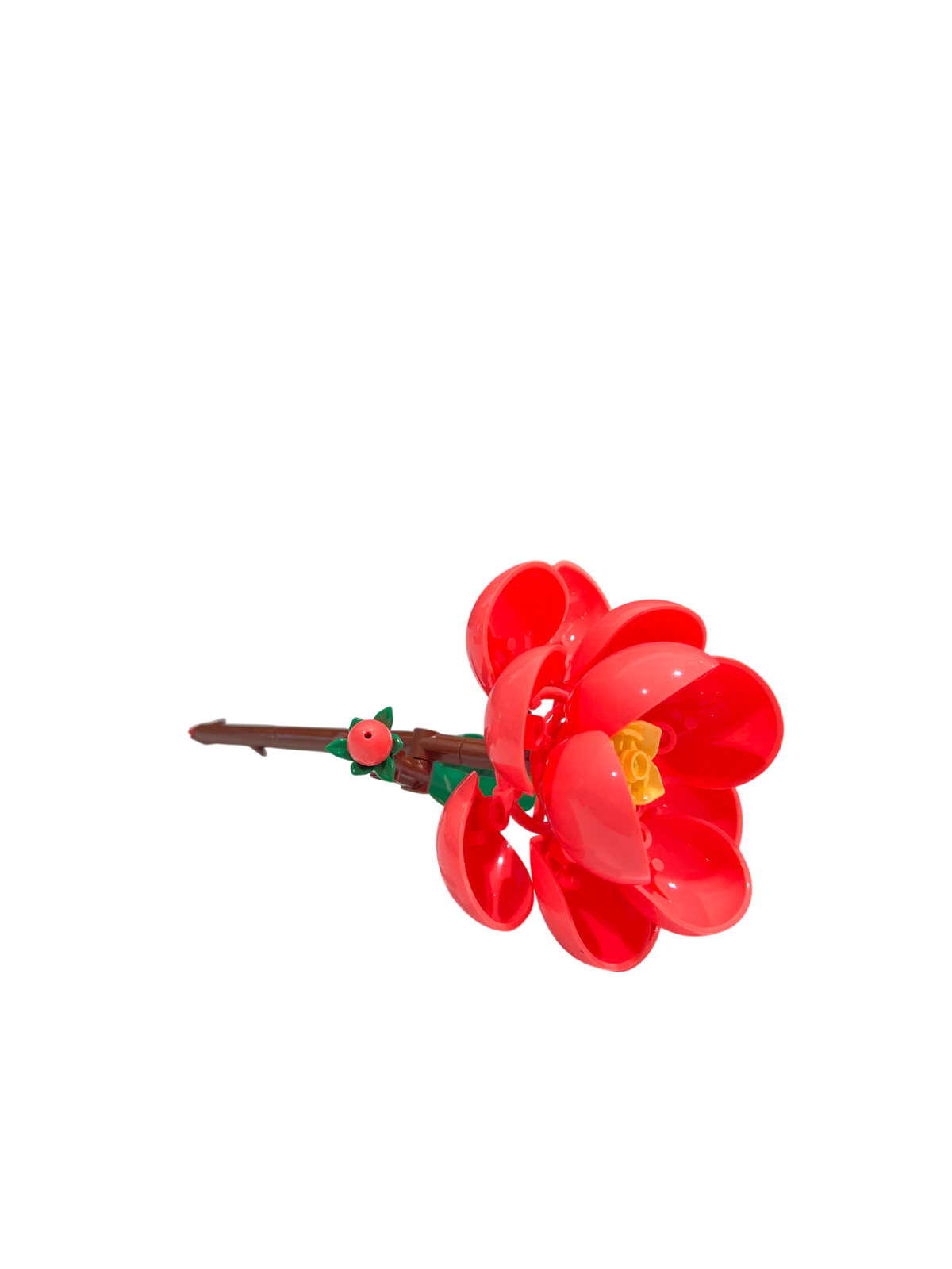 Kamelie / Camellia 11543