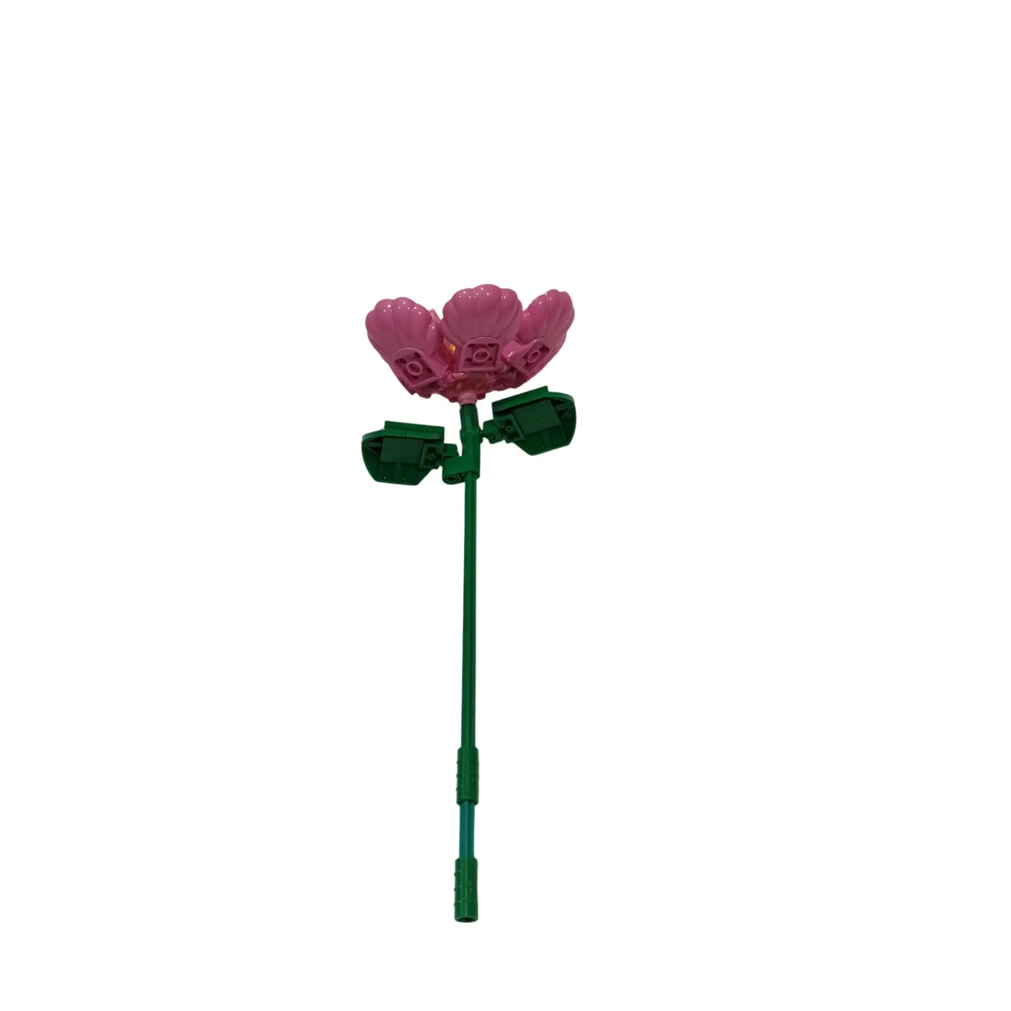 WOMA Magnolie